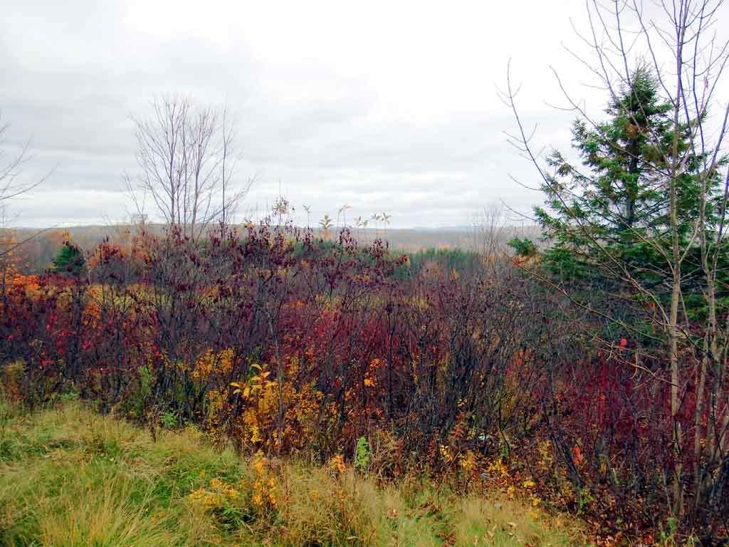 Lot 16 Rte 11 Patten, ME 04765 - Photo 16 of 32 patten-me-land-zannini-4