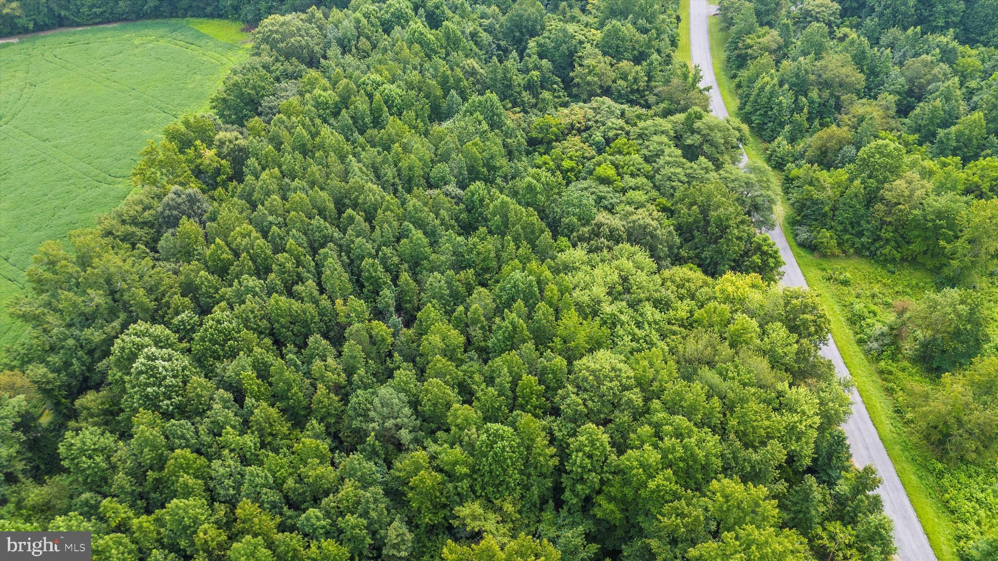 Burnt Mill Road Ridgely, MD 21660 - Photo 8 of 8