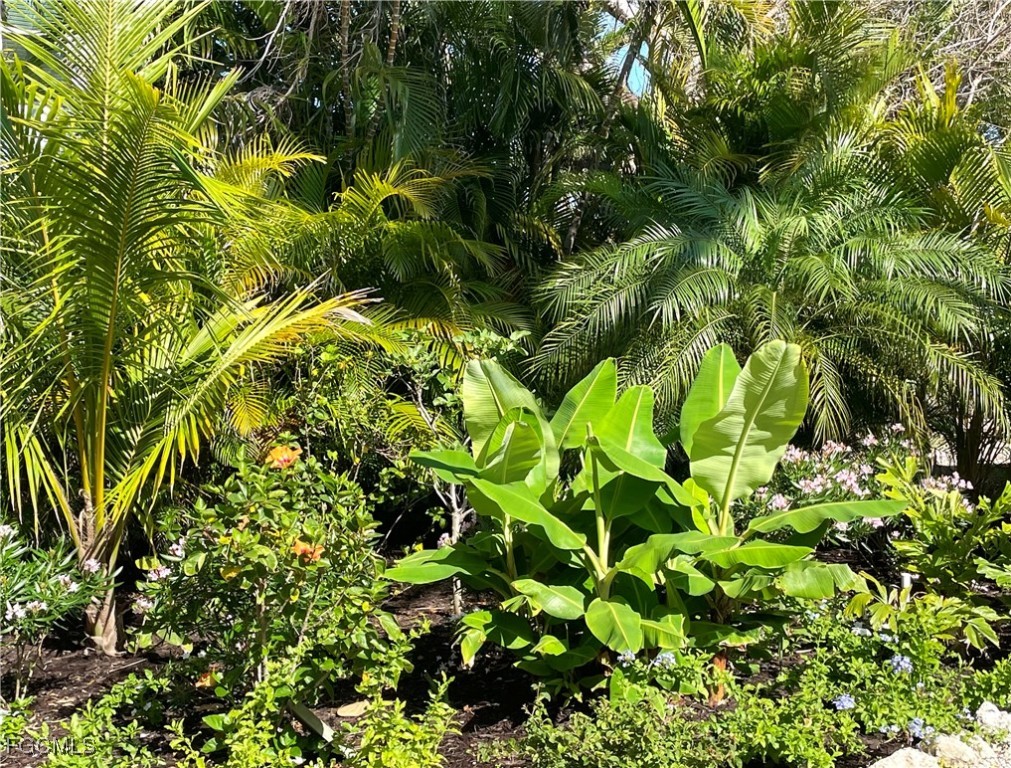 2391 Shop Road Sanibel, FL 33957 - Photo 42 of 50 a plant