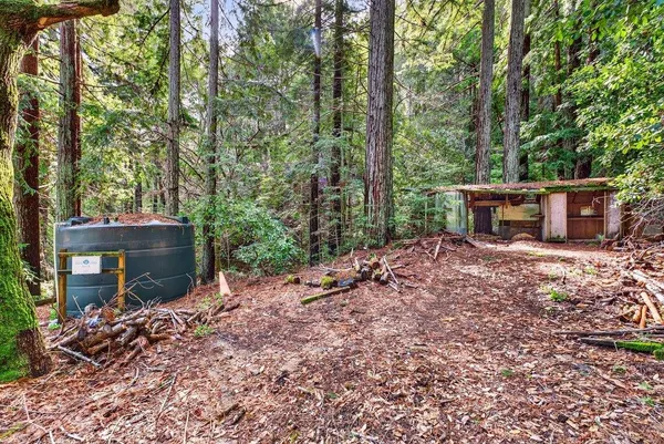 a view of a backyard with plants and large trees