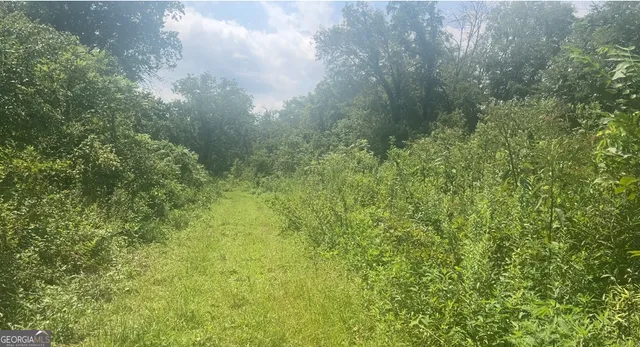 a view of a lush green forest with large trees