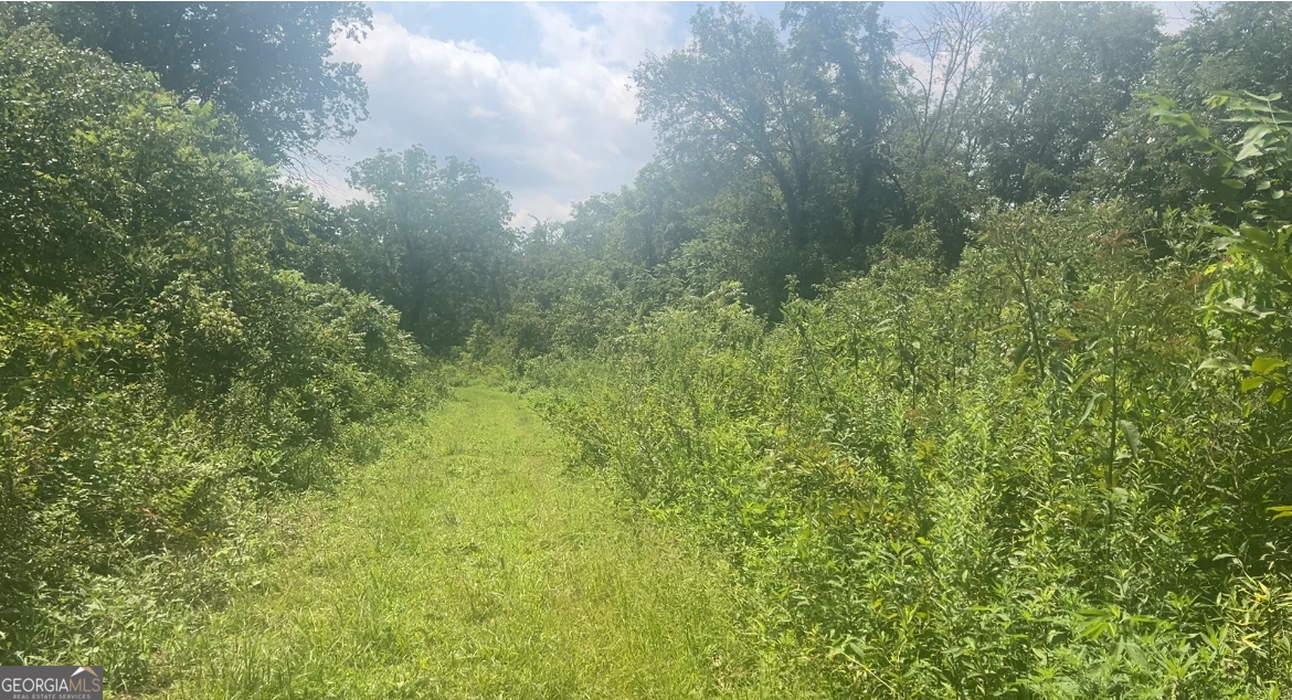0 Woody Road Adairsville, GA 30103 - Photo 2 of 11 a view of a lush green forest with large trees