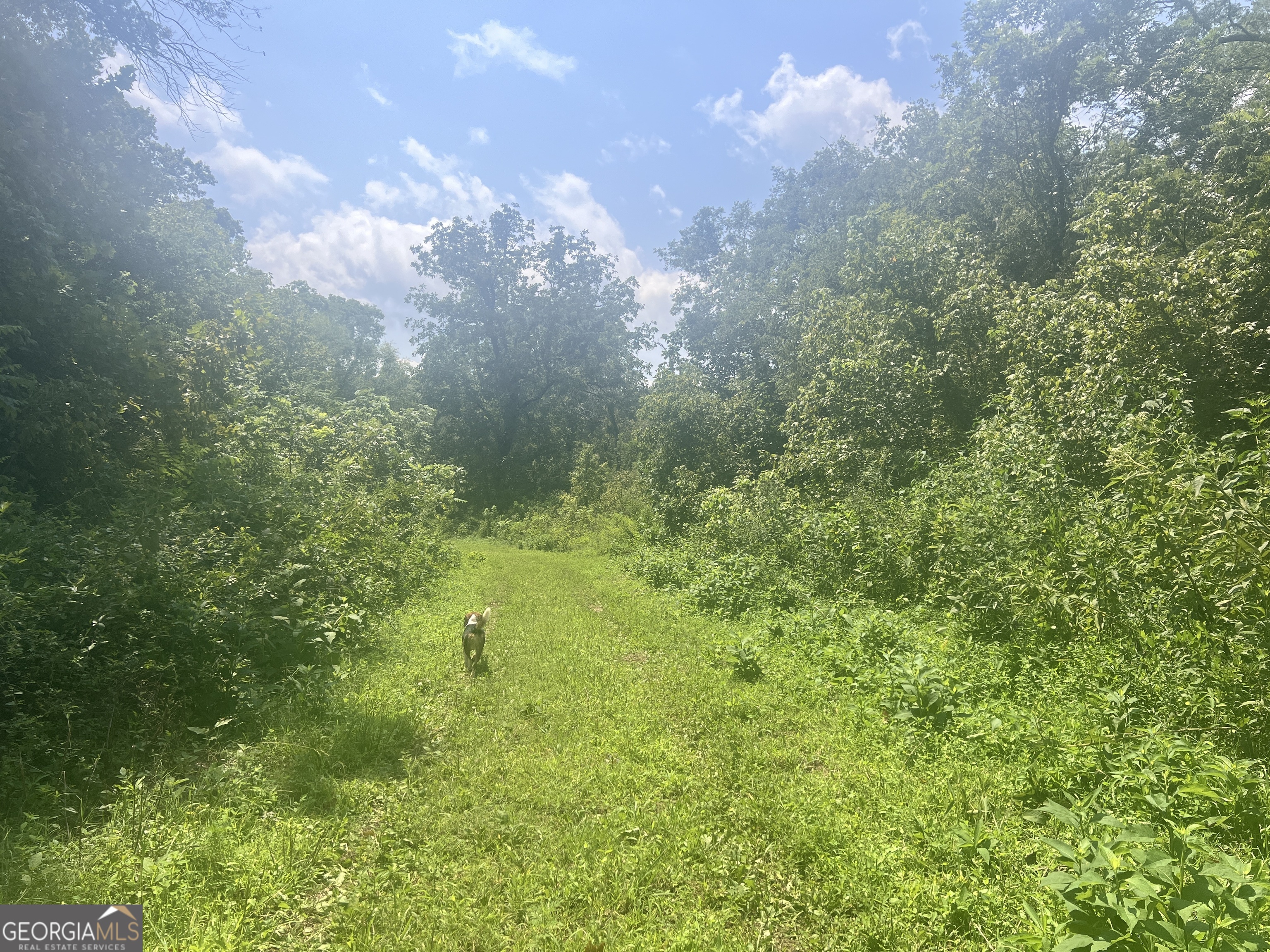 0 Woody Road Adairsville, GA 30103 - Photo 4 of 11 a view of a big yard