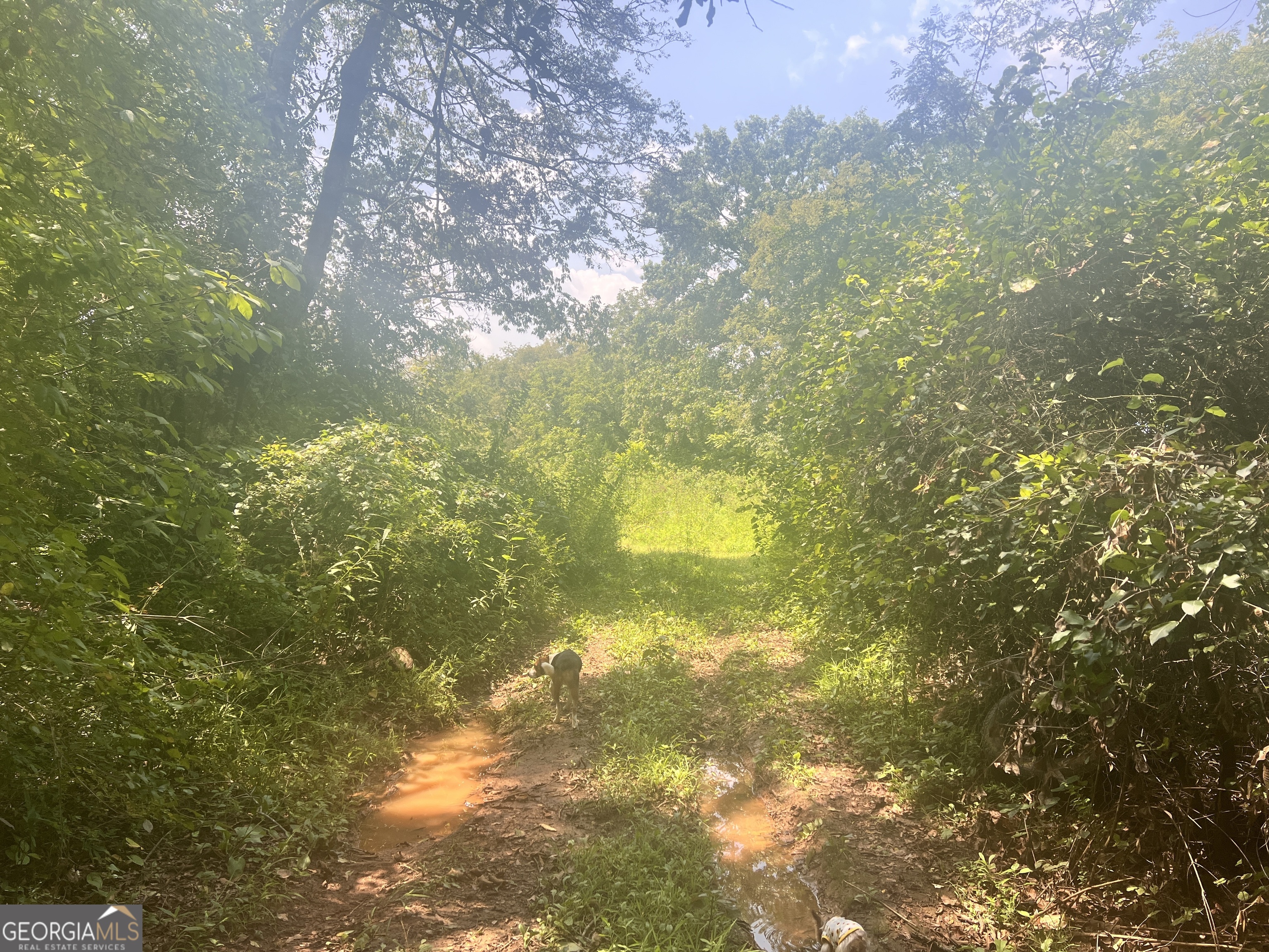 0 Woody Road Adairsville, GA 30103 - Photo 7 of 11 a view of yard from a yard