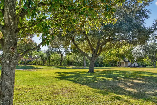 a view of a trees in a yard