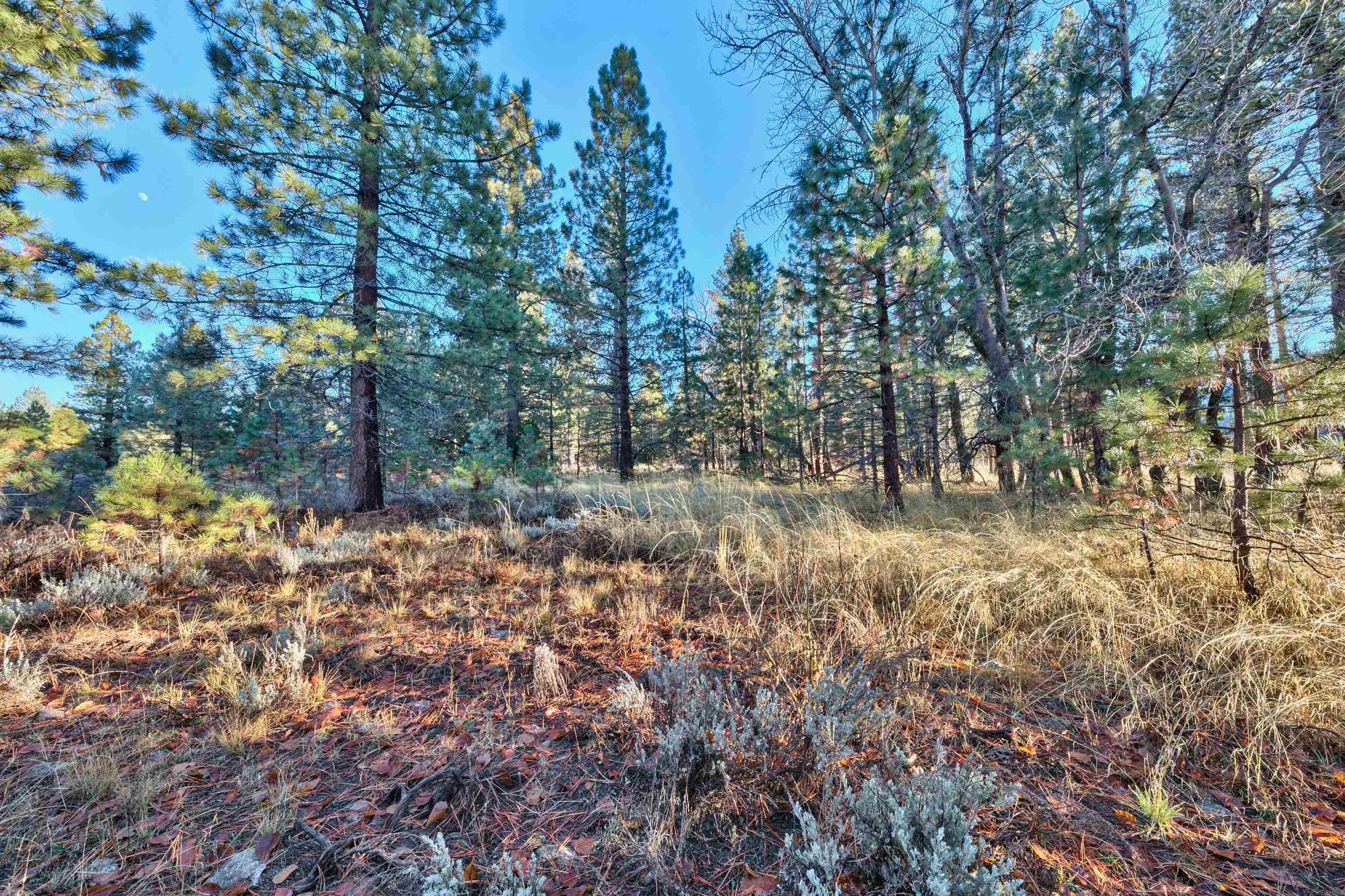 400 Dante Road Sierraville, CA 96126 - Photo 16 of 19 a view of a forest filled with trees