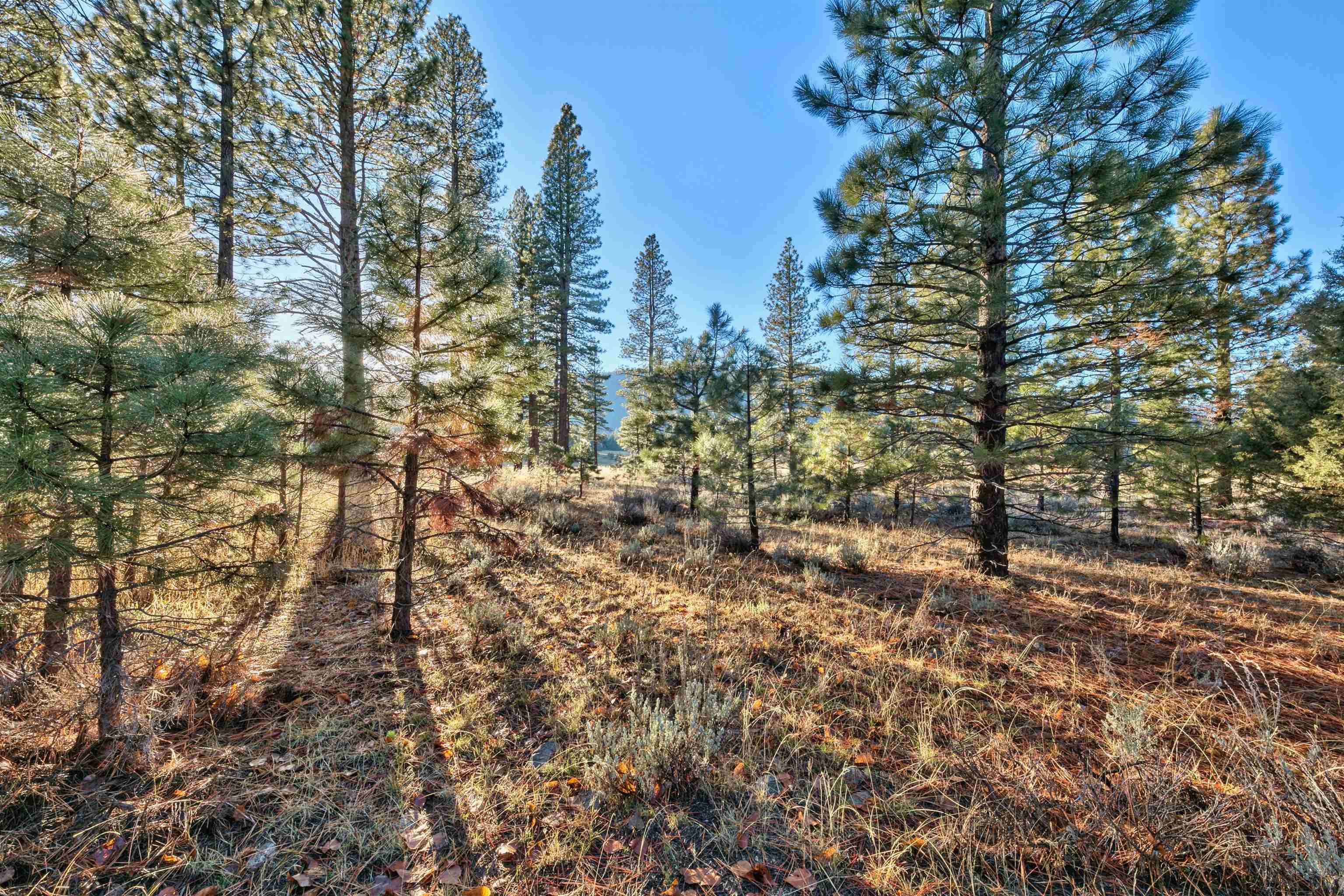 400 Dante Road Sierraville, CA 96126 - Photo 8 of 19 a view of forest