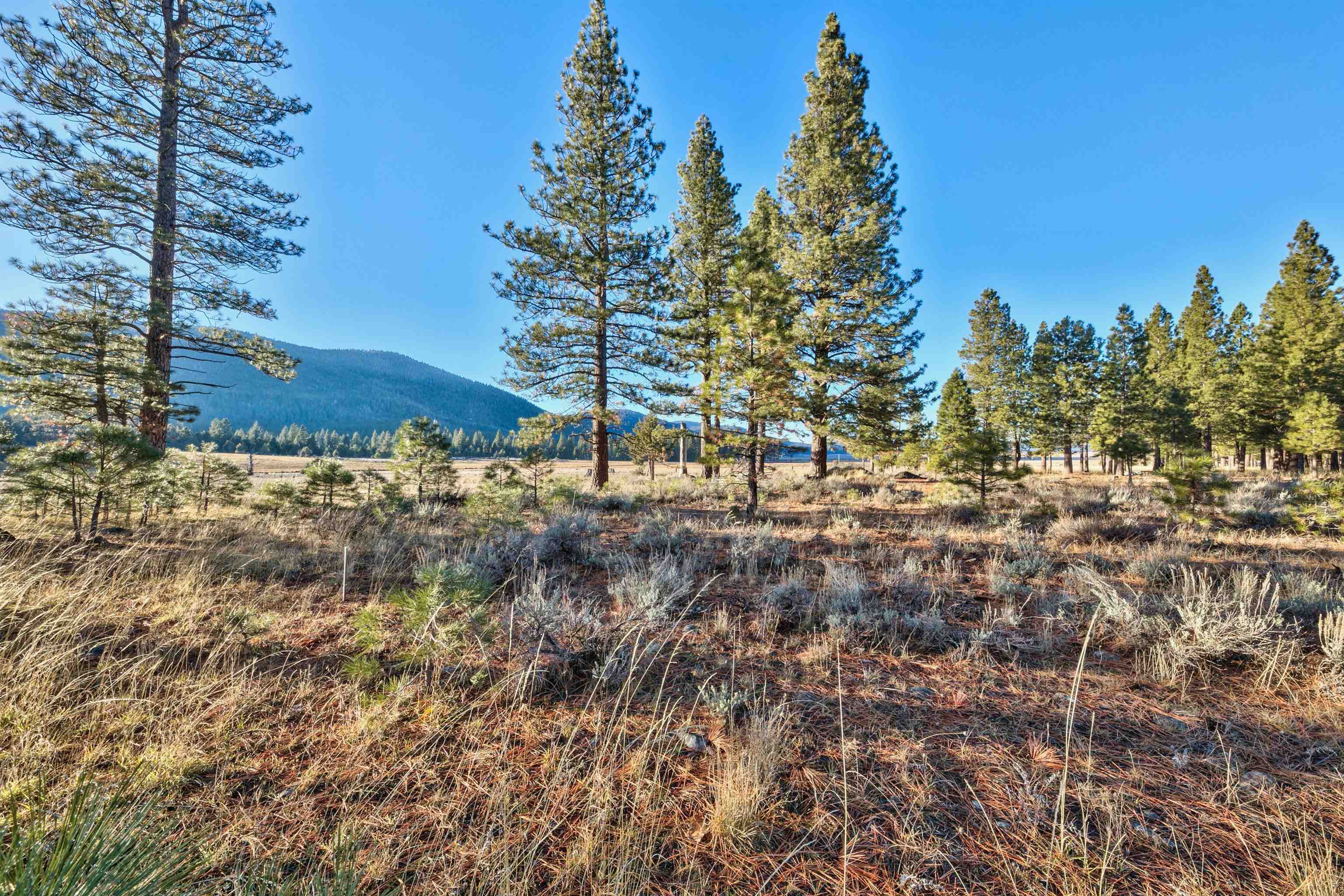 400 Dante Road Sierraville, CA 96126 - Photo 9 of 19 a view of a yard with a tree