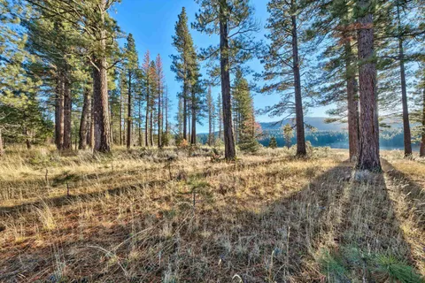 a view of large trees with of trees