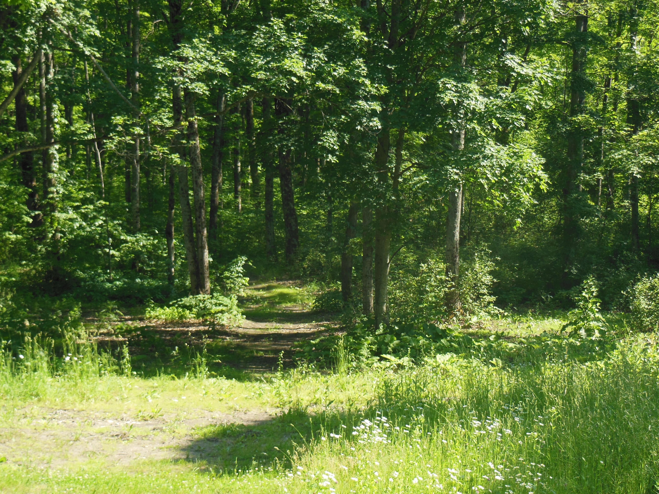 3361 Woodin Road Vanderbilt, MI 49795 - Photo 4 of 30 Gallery Image 4