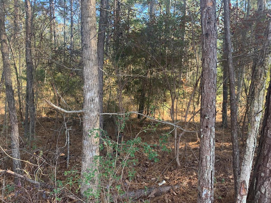 0 Fox Road Southeast Bogue Chitto, MS 39629 - Photo 1 of 3 Main View