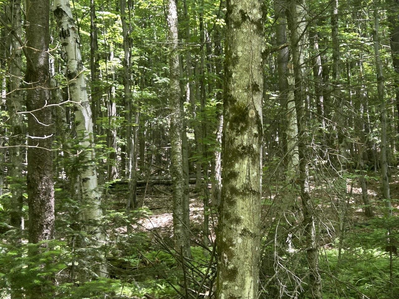 0 Rushford Valley Road Montgomery Center, VT 05471 - Photo 11 of 28