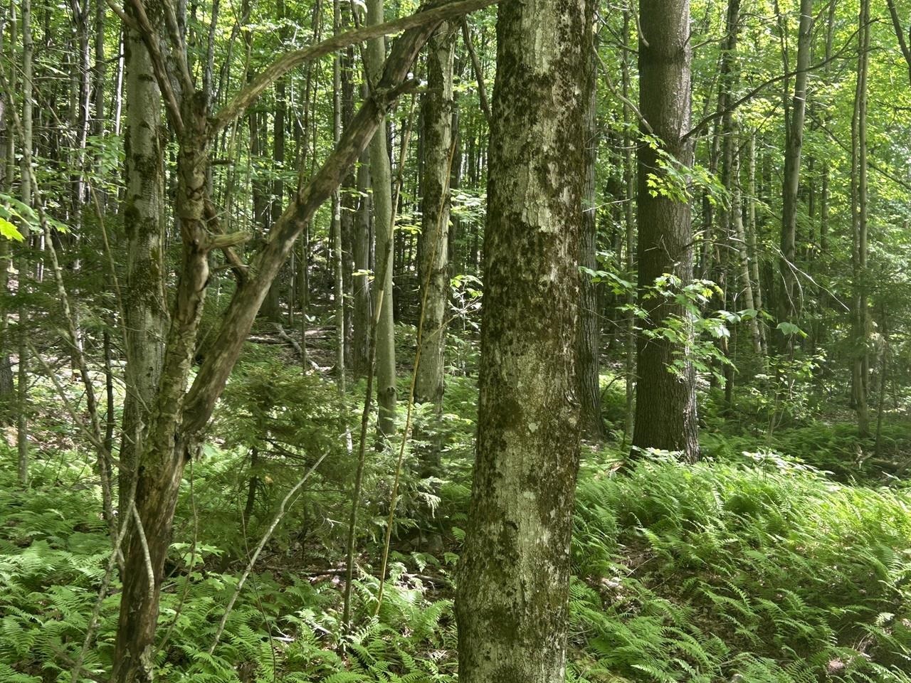 0 Rushford Valley Road Montgomery Center, VT 05471 - Photo 12 of 28