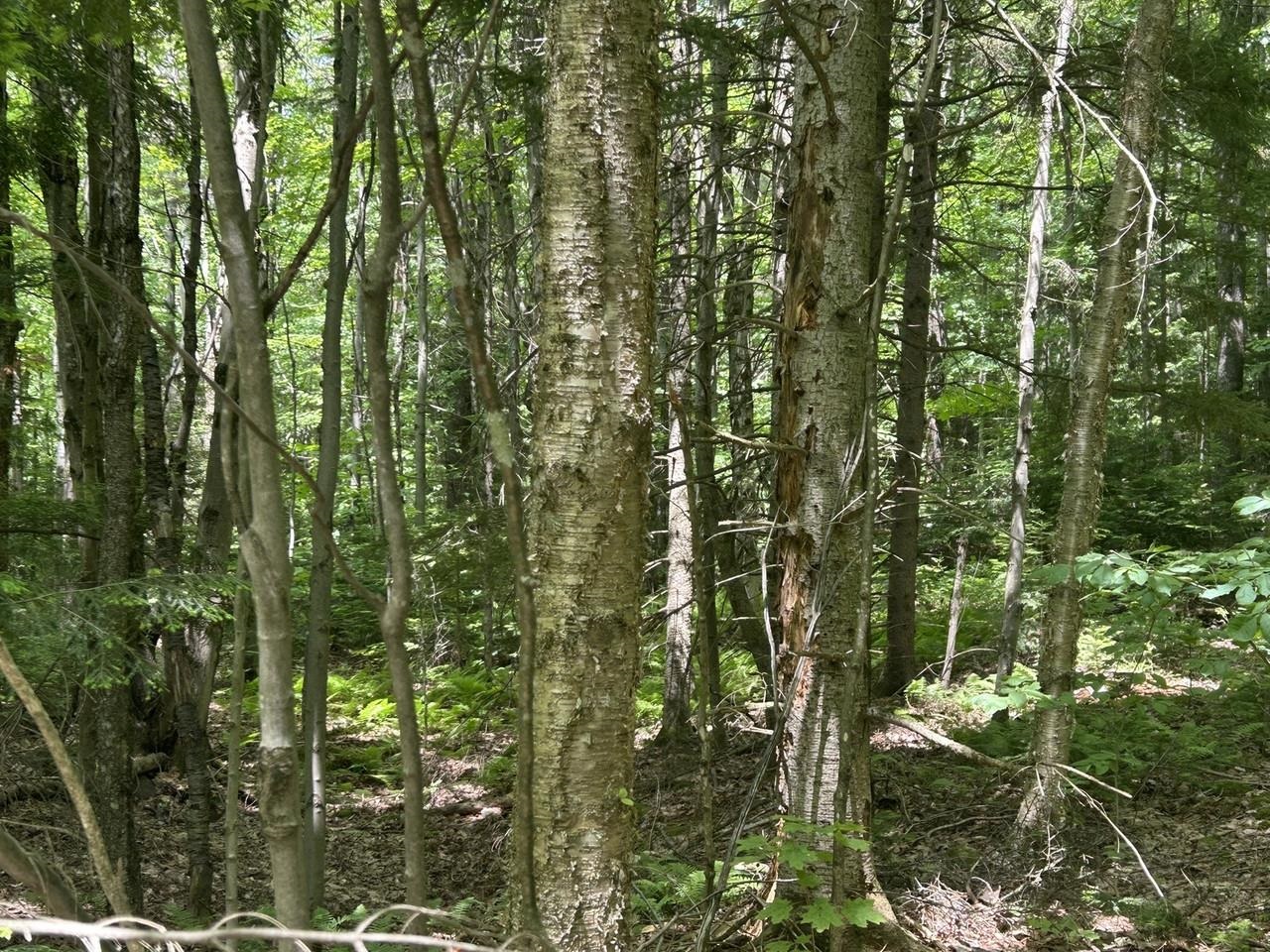 0 Rushford Valley Road Montgomery Center, VT 05471 - Photo 14 of 28