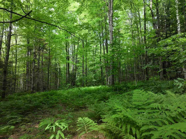 $199,000 | 0 Rushford Valley Road, Montgomery Center, VT 05471