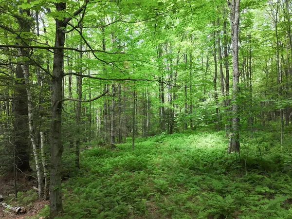 $199,000 | 0 Rushford Valley Road, Montgomery Center, VT 05471