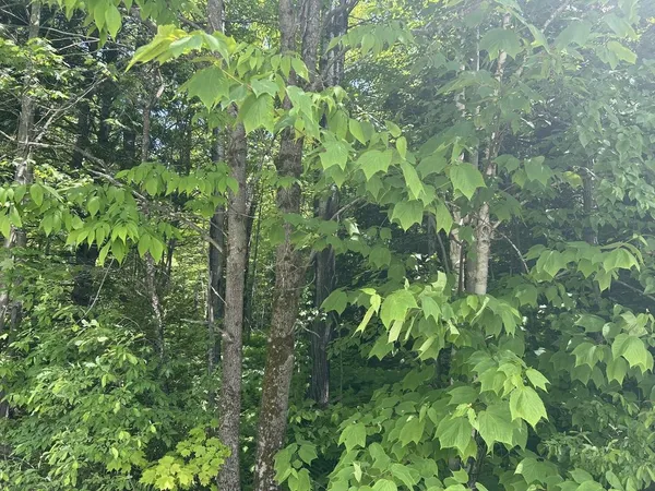 $199,000 | 0 Rushford Valley Road, Montgomery Center, VT 05471