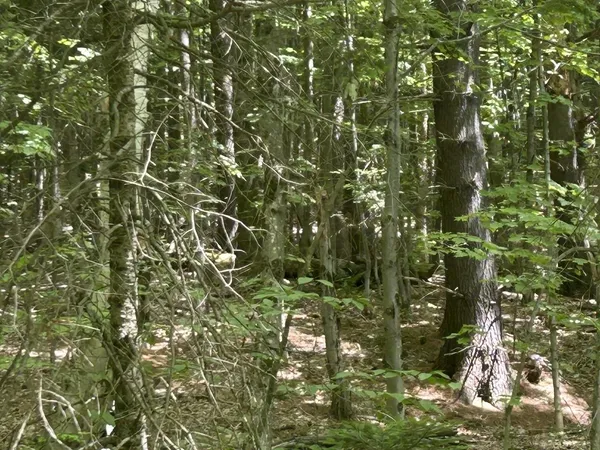 $199,000 | 0 Rushford Valley Road, Montgomery Center, VT 05471