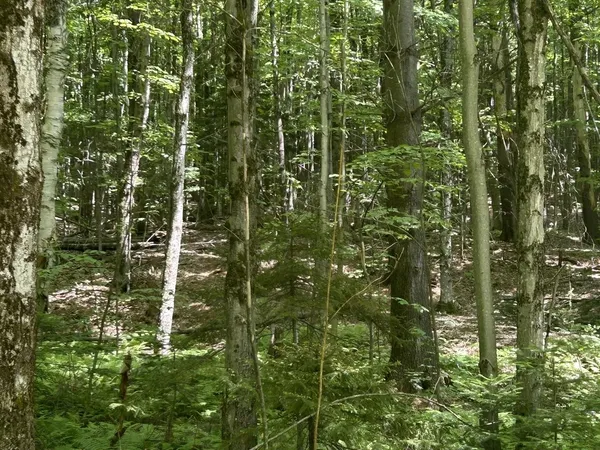 $199,000 | 0 Rushford Valley Road, Montgomery Center, VT 05471