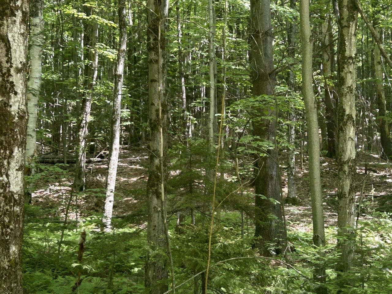 0 Rushford Valley Road Montgomery Center, VT 05471 - Photo 10 of 28