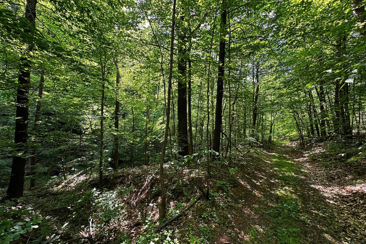 3994 Yates Road Shawsville, VA 24162 - Photo 30 of 40 land for sale in shawsville va 28