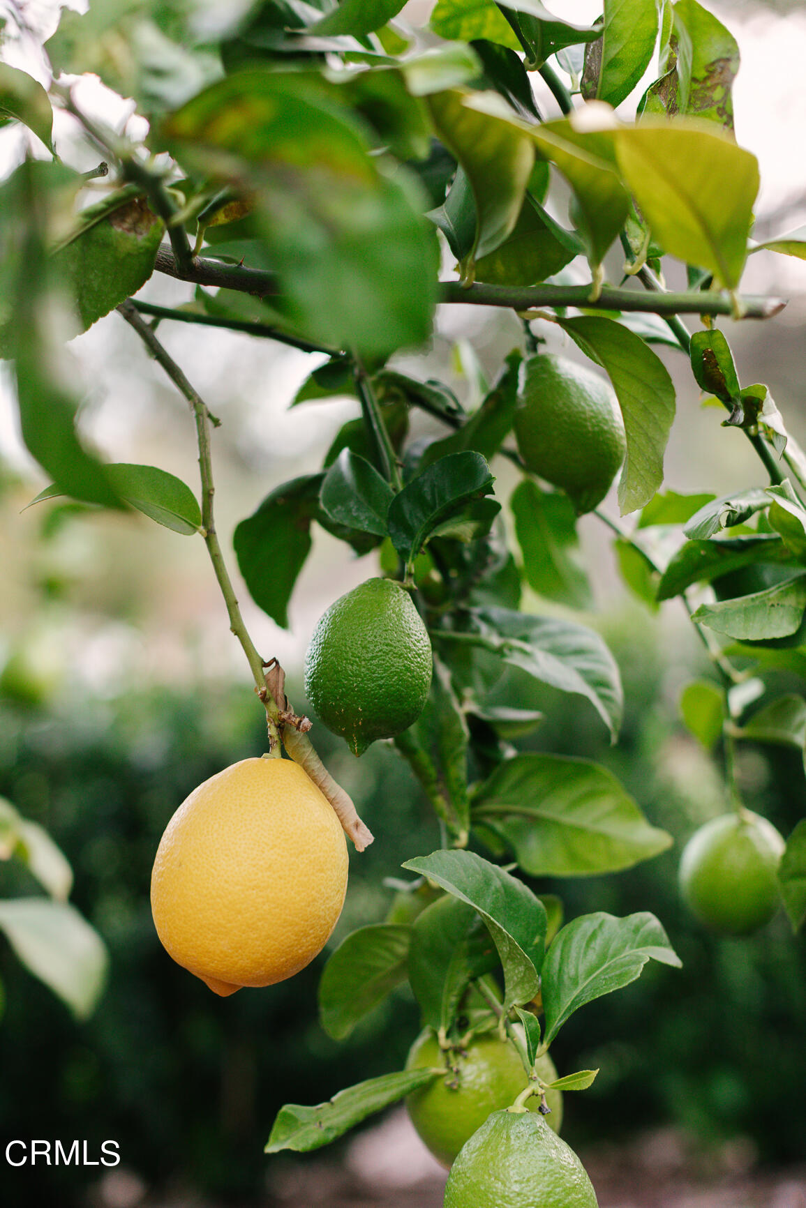 735 Holladay Road Pasadena, CA 91106 - Photo 68 of 72 a view of a plant