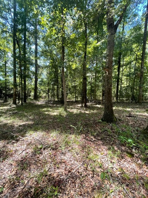 24 Briar Creek Road Pittsview, AL 36871 - Photo 13 of 43 Back Yard