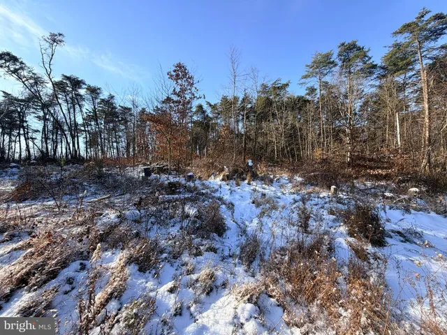 a view of a dry yard with trees