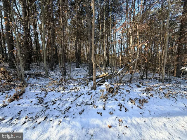 a backyard of a house with lots of trees