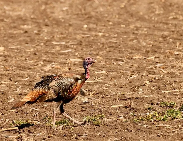 a black and white photo of a tennis court