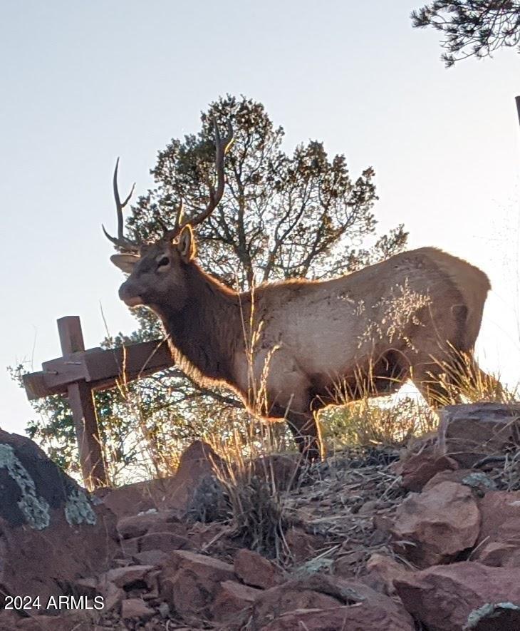 2106 North Cold Springs Point Payson, AZ 85541 - Photo 25 of 27 Elk 1