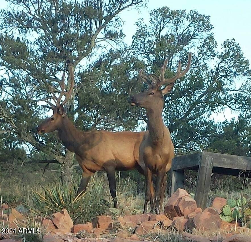 2106 North Cold Springs Point Payson, AZ 85541 - Photo 26 of 27 Elk 3