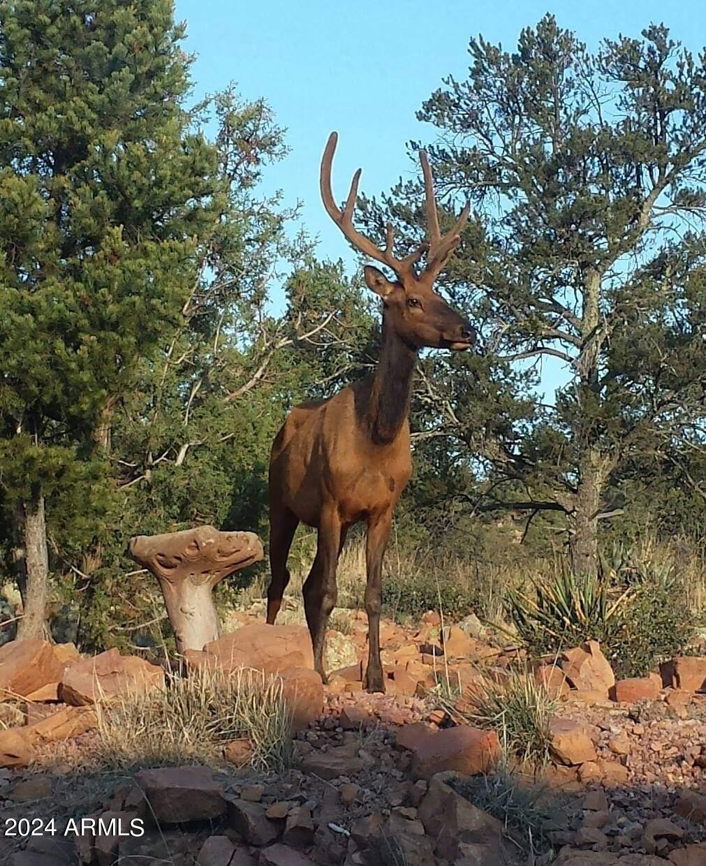 2106 North Cold Springs Point Payson, AZ 85541 - Photo 27 of 27 Elk 2