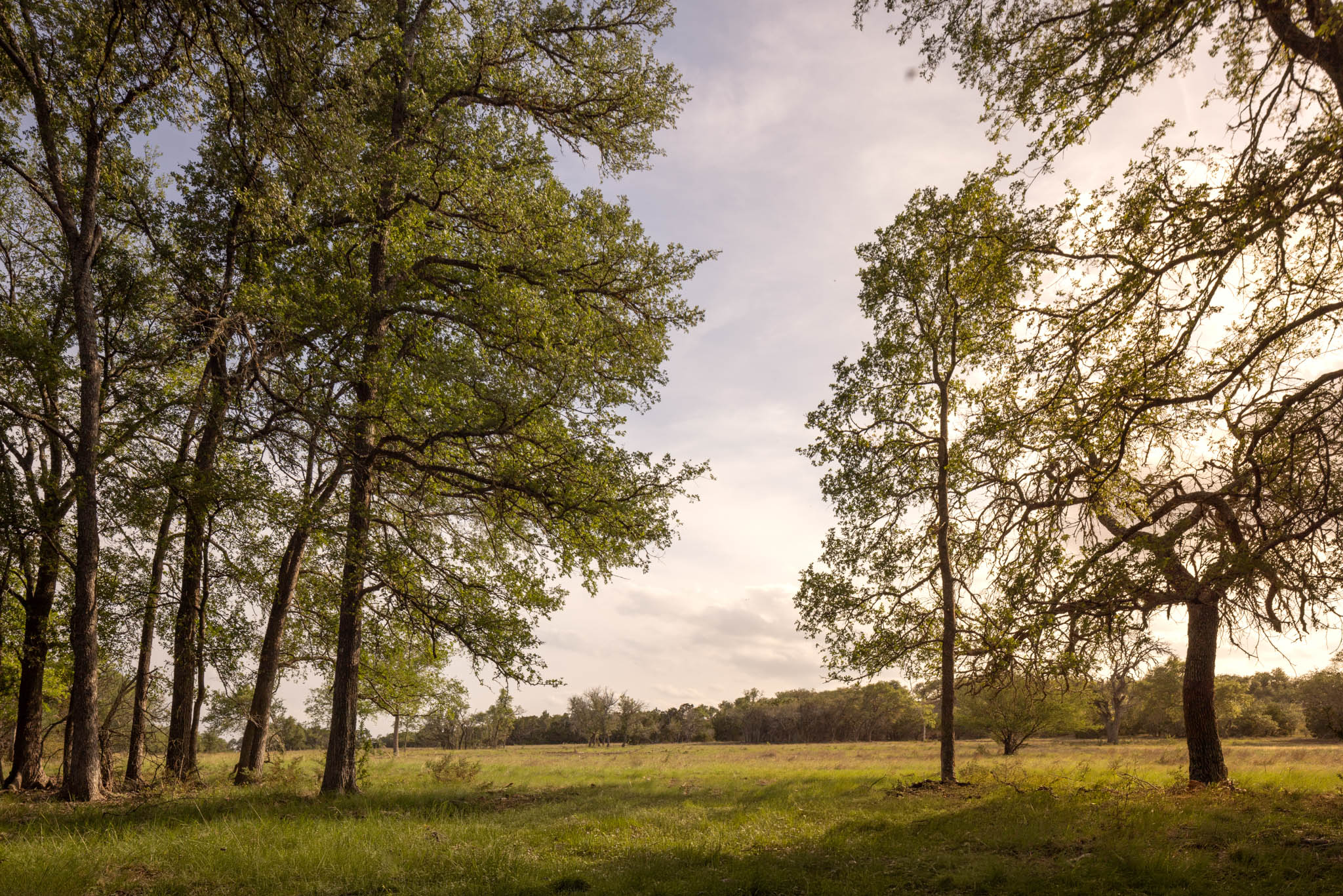 2609 Prochnow Road Dripping Springs, TX 78620 - Photo 14 of 14 Expansive grassy field framed by mature trees