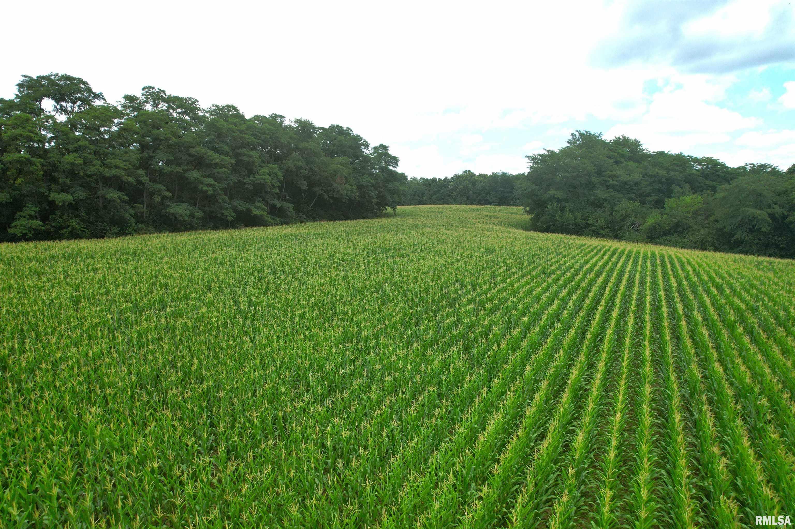 Exeter Blacktop Road Bluffs, IL 62621 - Photo 11 of 15