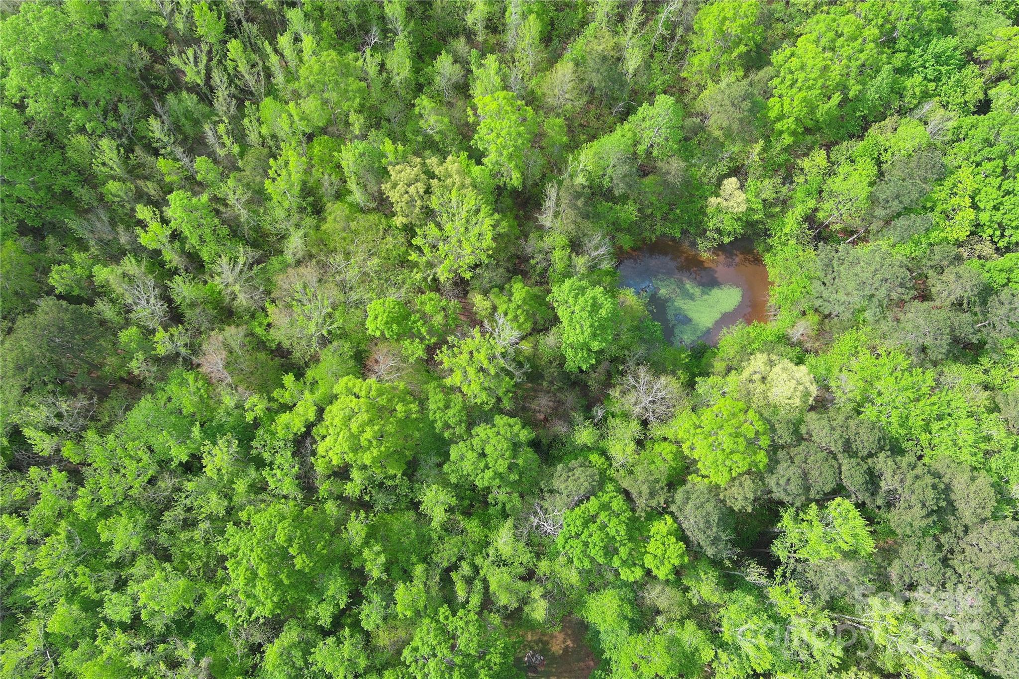 0 Mt Hope Church Road Salisbury, NC 28146 - Photo 14 of 15 a close up of a lush green forest