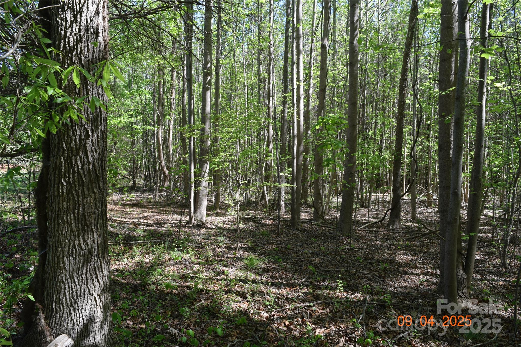 0 Mt Hope Church Road Salisbury, NC 28146 - Photo 3 of 15 a big yard with lots of green space and trees