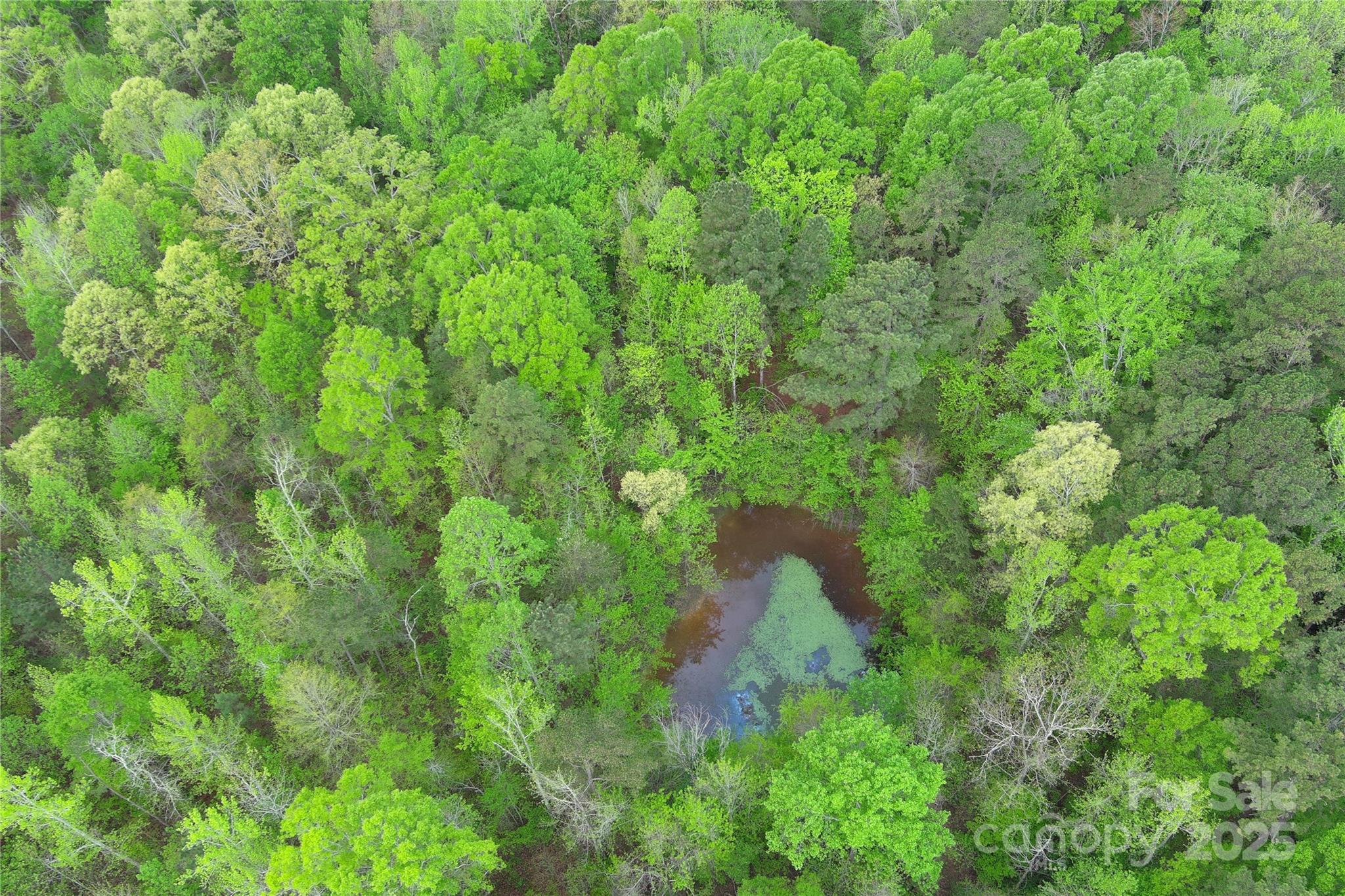 0 Mt Hope Church Road Salisbury, NC 28146 - Photo 7 of 15 a view of a forest with a tree
