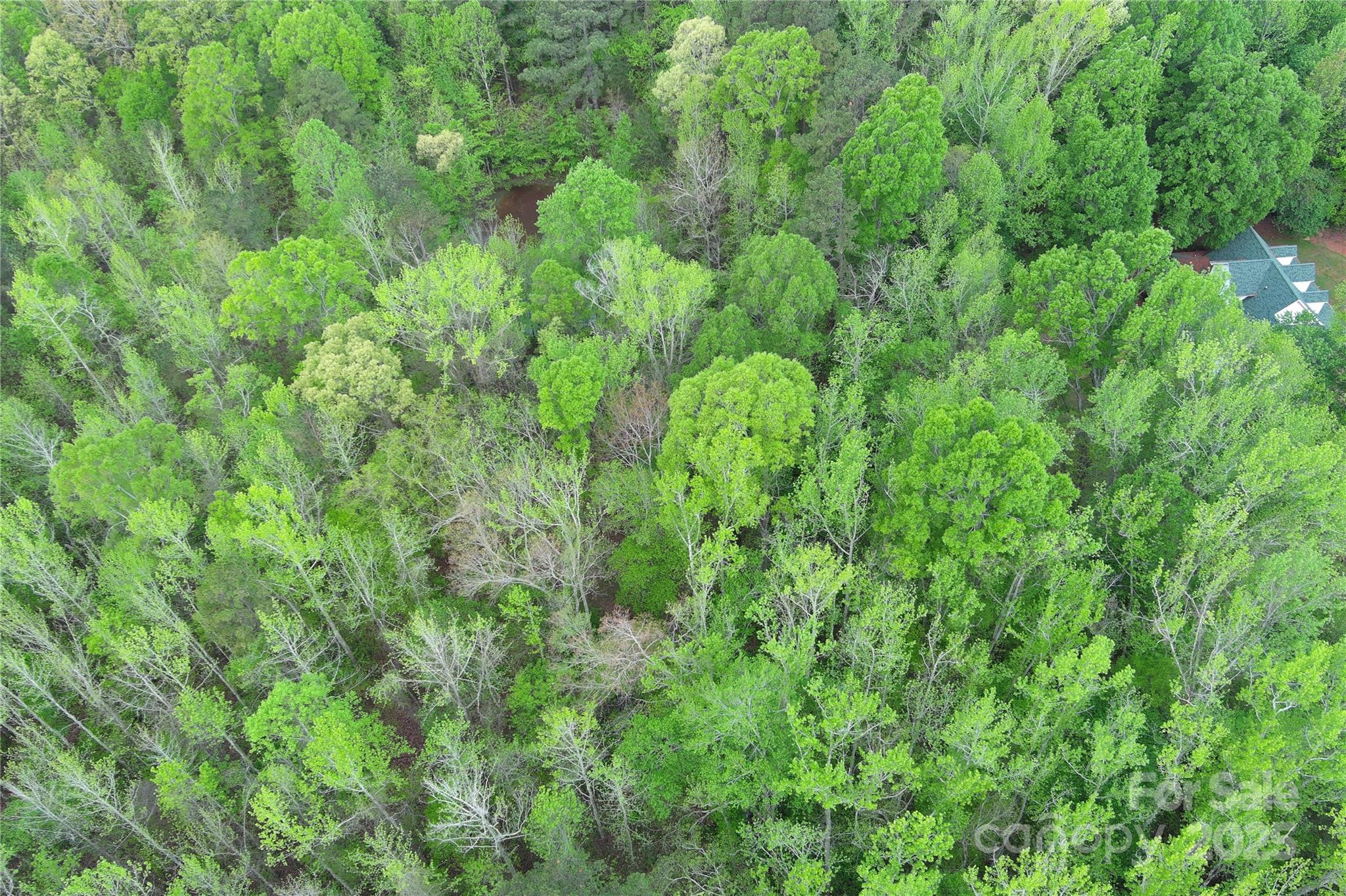 0 Mt Hope Church Road Salisbury, NC 28146 - Photo 8 of 15 a view of a lush green forest