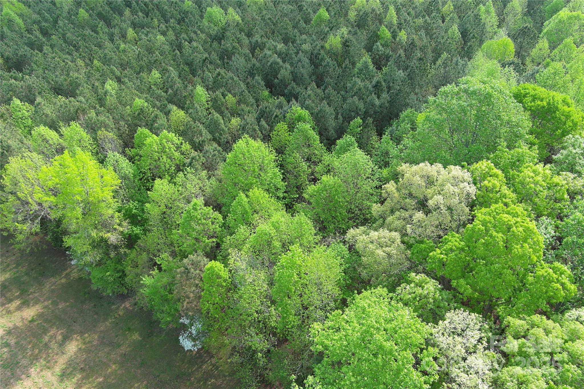 0 Mt Hope Church Road Salisbury, NC 28146 - Photo 9 of 15 a view of a lush green forest with lawn chairs and plants