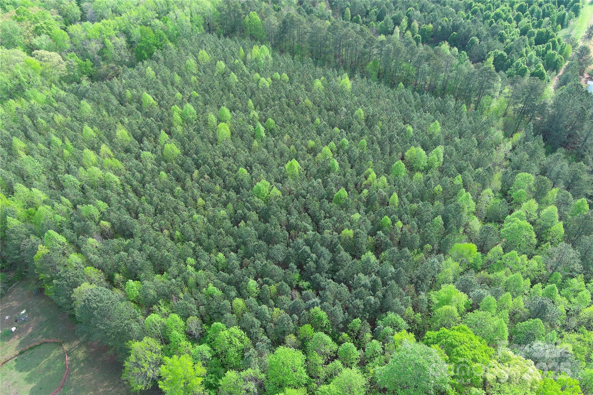 0 Mt Hope Church Road Salisbury, NC 28146 - Photo 10 of 15 a view of a lush green forest