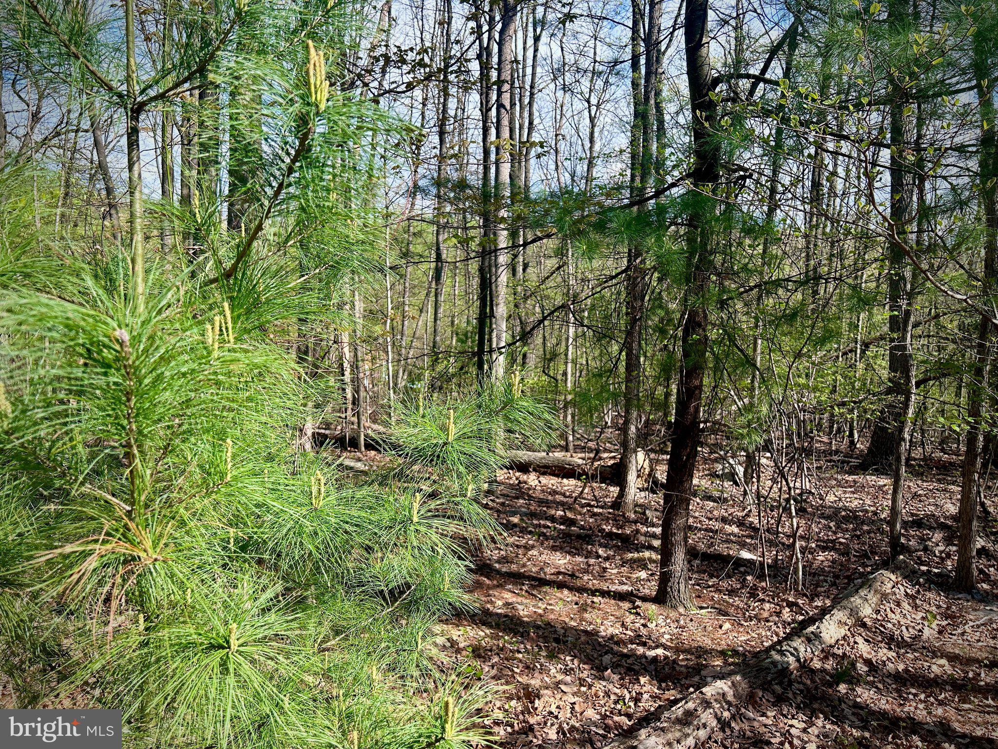 0 Maryland Avenue Aspers, PA 17304 - Photo 9 of 13 Lush greenery in a tranquil forest.