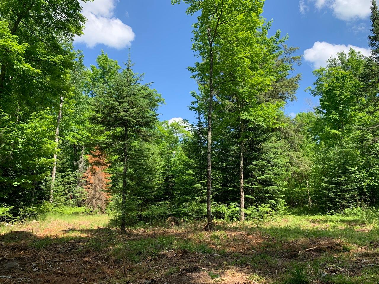 Lot 39 Roebels Park Road Mercer, WI 54547 - Photo 5 of 19 Gallery Image 5