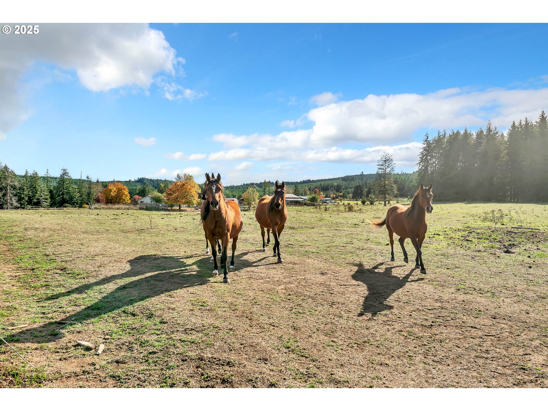 26860 Pickens Road Eugene, OR 97402 - Photo 7 of 48 Gallery Image 7