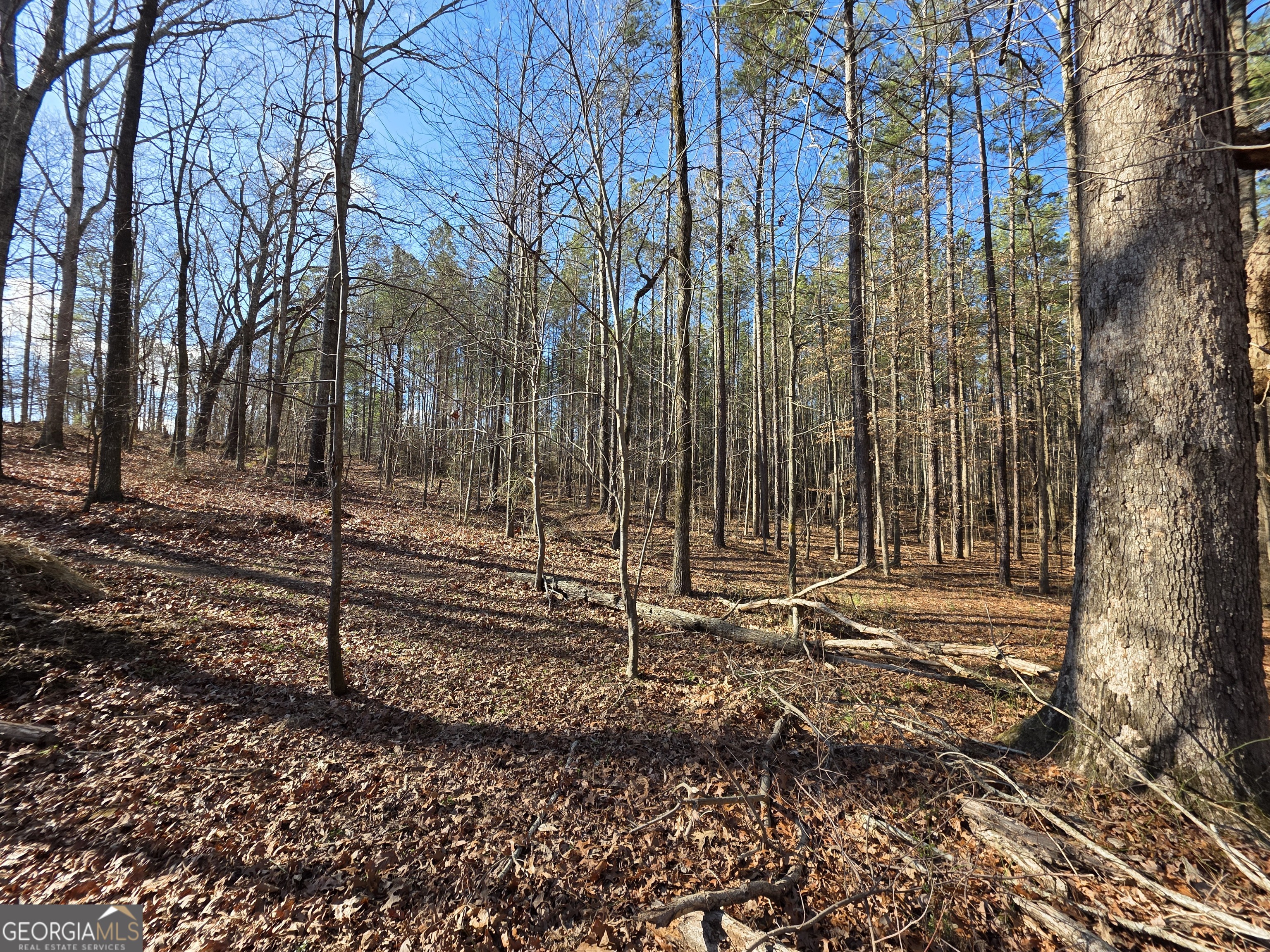 3879 Caney Head Road Roopville, GA 30217 - Photo 36 of 64 a view of a backyard with trees