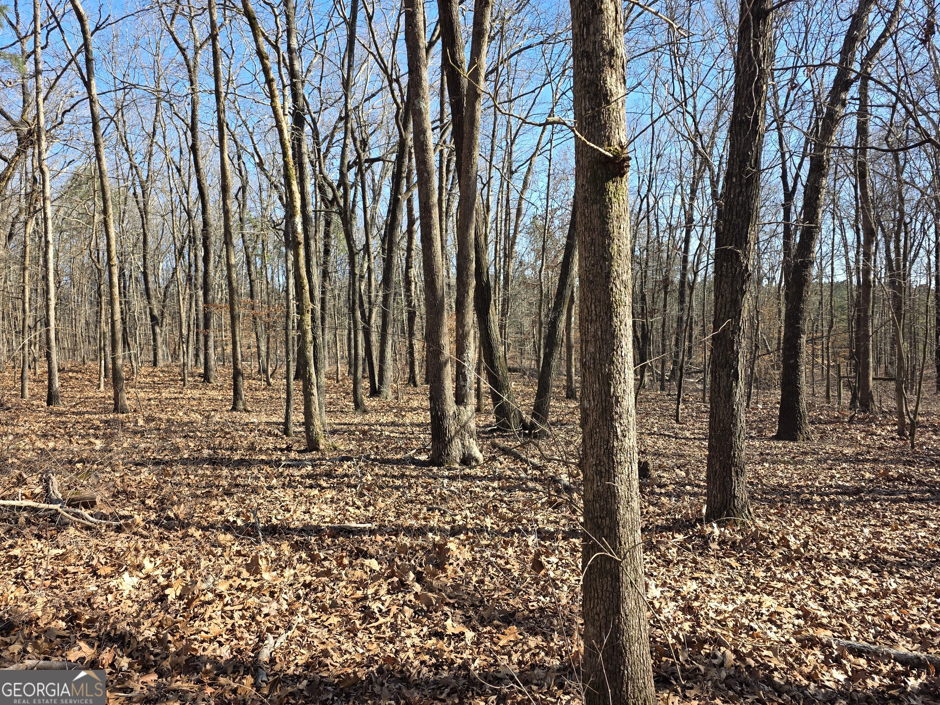 3879 Caney Head Road Roopville, GA 30217 - Photo 44 of 64 a backyard of a house with lots of green space