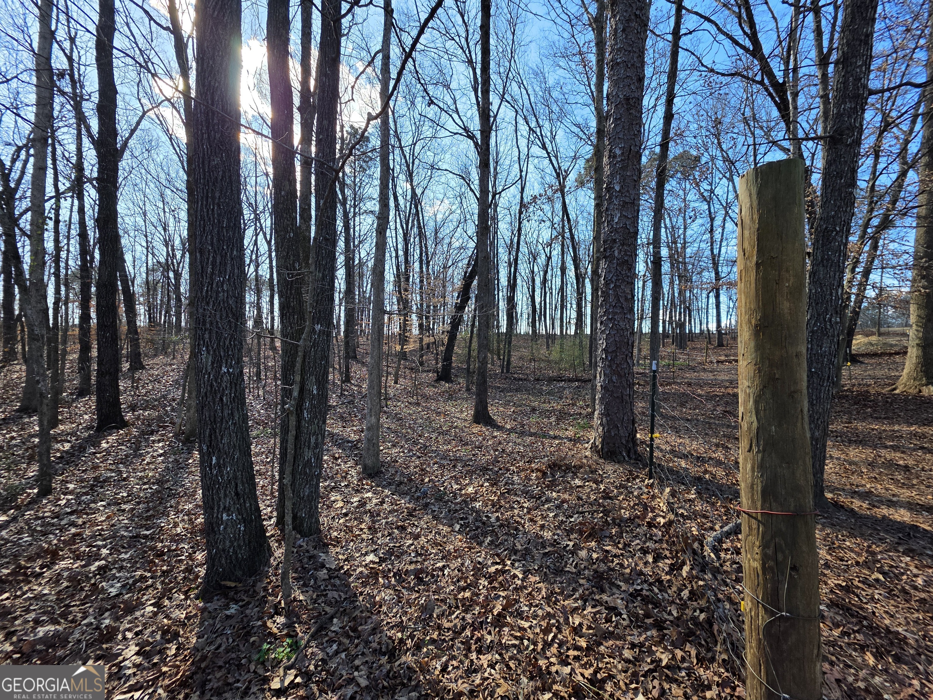 3879 Caney Head Road Roopville, GA 30217 - Photo 48 of 64 a view of a forest filled with trees