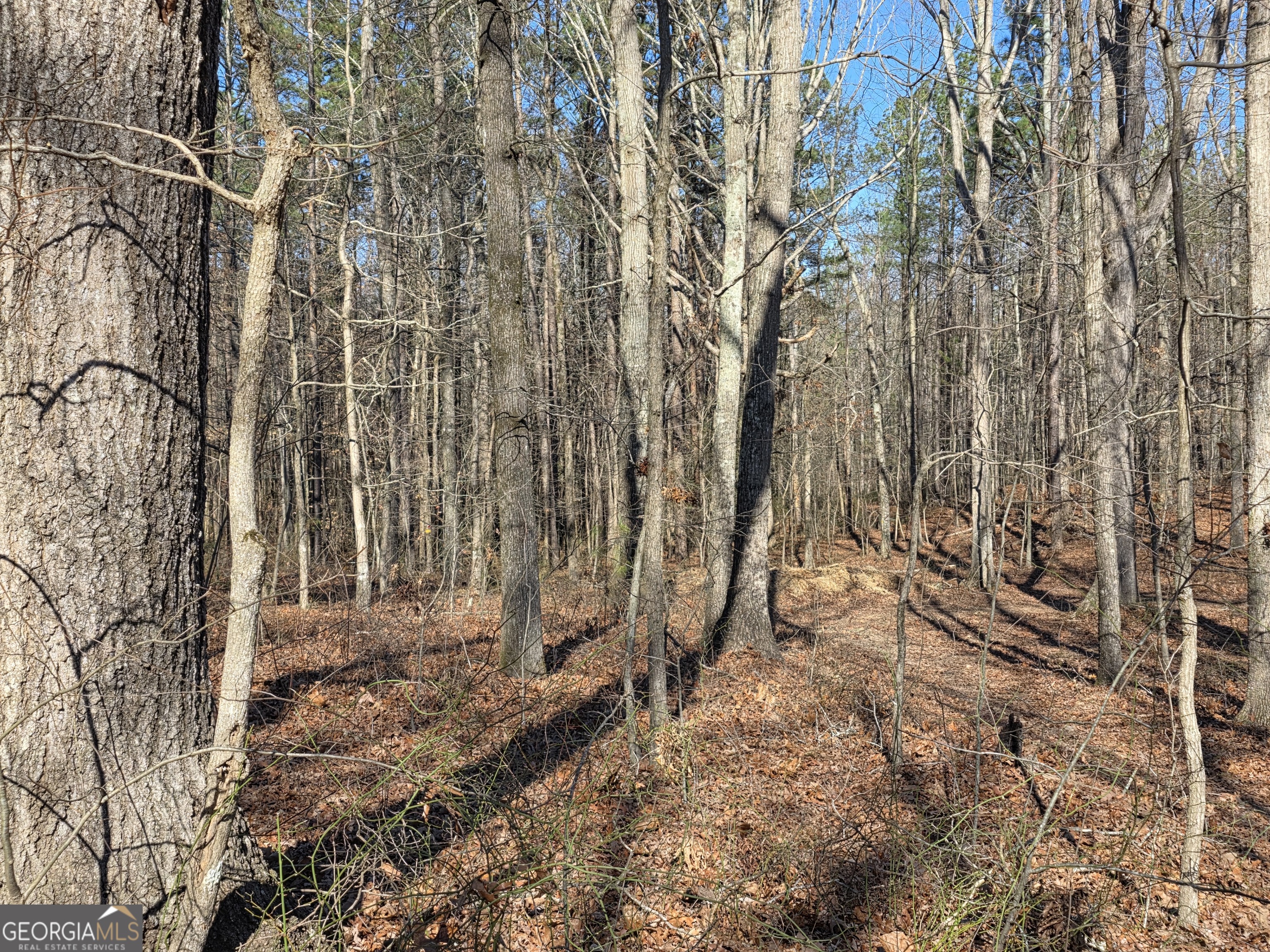 3879 Caney Head Road Roopville, GA 30217 - Photo 52 of 64 a backyard of a house with lots of green space