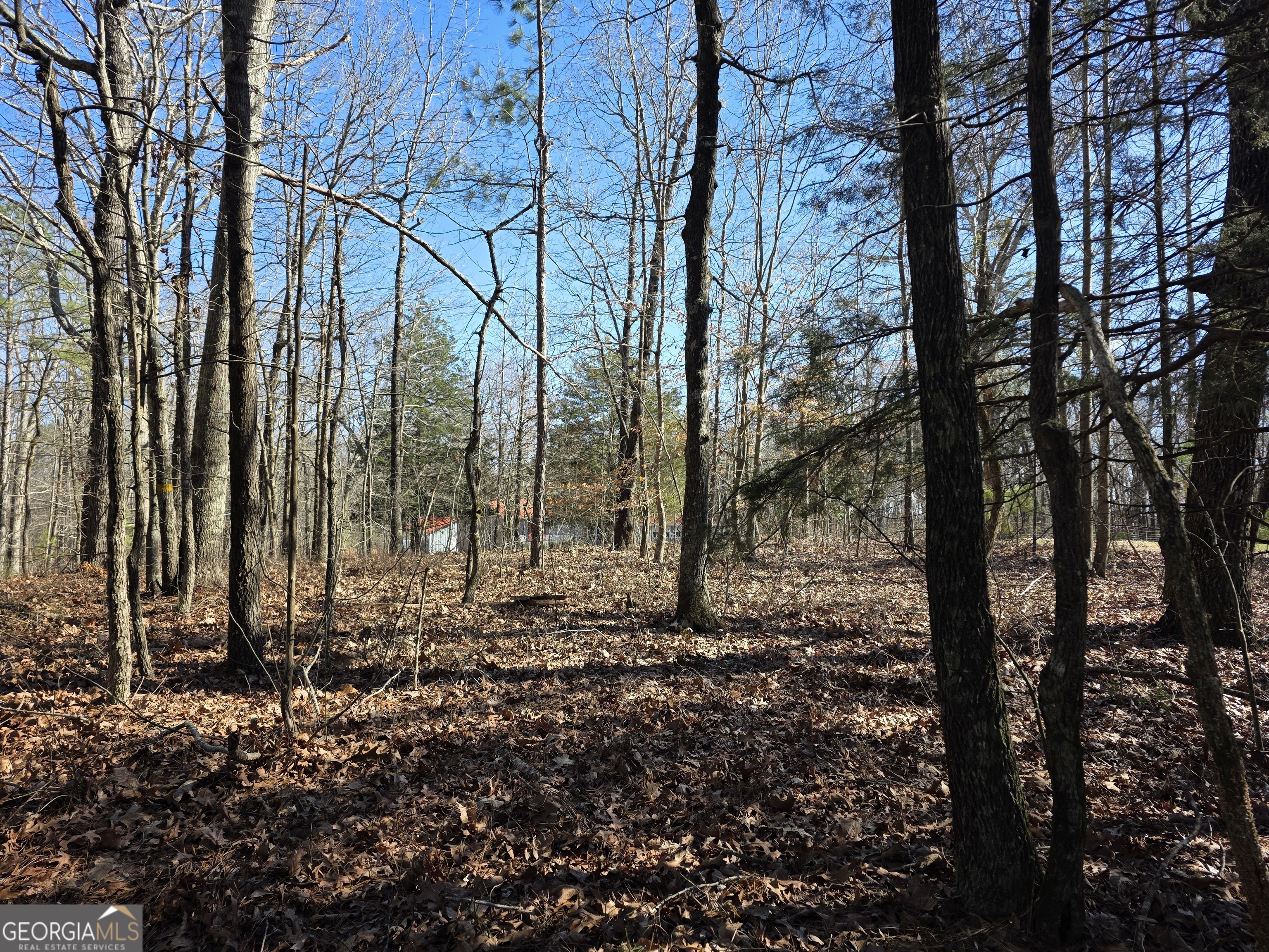 3879 Caney Head Road Roopville, GA 30217 - Photo 56 of 64 a view of a forest filled with trees