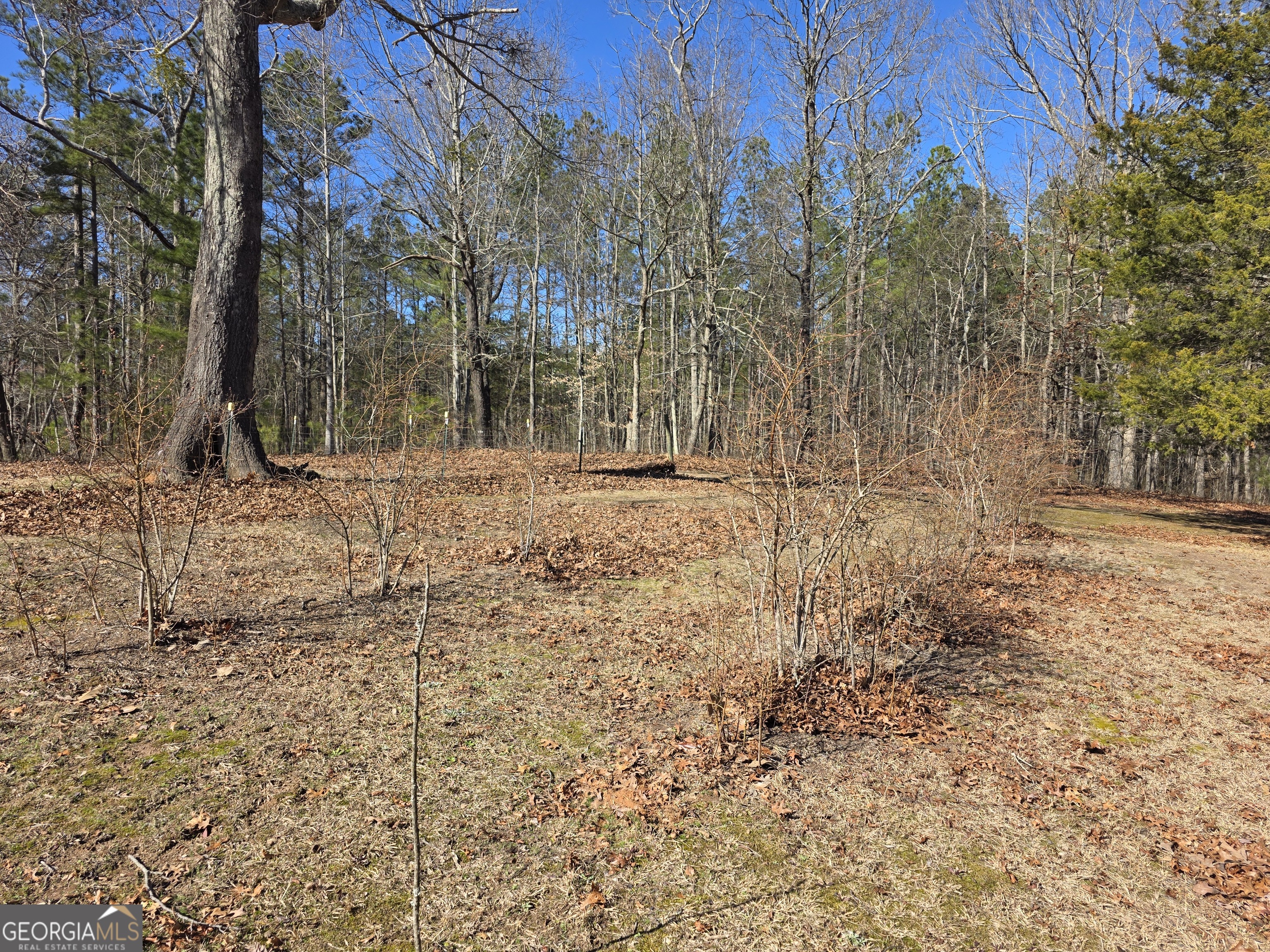 3879 Caney Head Road Roopville, GA 30217 - Photo 64 of 64 a view of a yard with trees